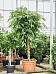 Lush Narrow-leaf Fig Ficus binnendijkii 'Amstel King' Tall Indoor House Plants Trees