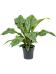 Lush Flamingo Flower Anthurium elipticum 'Jungle Bush' Indoor House Plants