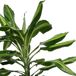 Colorful Corn Plant Dracaena fragrans 'Cintho' Indoor House Plants