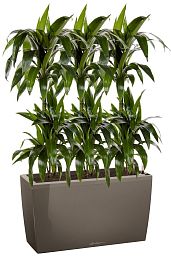 Dracaena Fragrans Janet Greig in LECHUZA CARARO Self-watering Planter, Total Height 130 cm