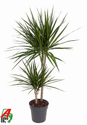 Showy Madagascar Dragon Tree Dracaena marginata Tall Indoor House Plants Trees