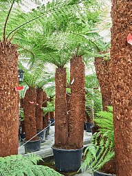 Lush Soft Tree Fern Dicksonia antarctica Tall Indoor House Plants Trees
