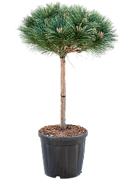 Pinus nigra 'Brepo'