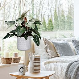 IDEALIST Lite Plaited Style Table and Hanging Cylinder Round Plant Pot Dual Use Indoor Planter