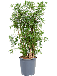 Lush Chinese Aralia (Polyscias) 'Ming' Indoor House Plants