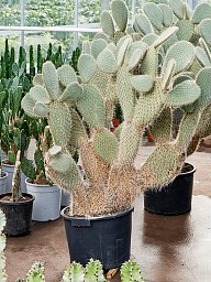 Easy-Care Prickly Pear Cactus Opuntia leucotricha (140-160) Indoor House Plants