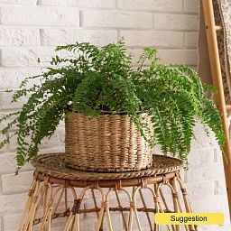 Cheerful Boston Fern Nephrolepis green lady Indoor House Plants