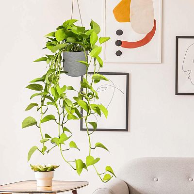 IDEALIST Lite Plaited Style Table and Hanging Cylinder Round Plant Pot Dual Use Indoor Planter