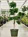 Lush Chinese Banyan Ficus microcarpa 'Moclame' Indoor House Plants