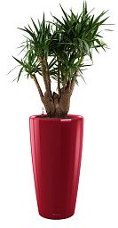 Yucca in LECHUZA RONDO Self-watering Planter, Total Height 180 cm