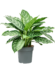 Aglaonema 'Chantal'