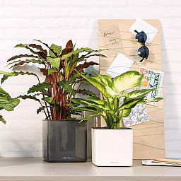 LECHUZA CUBE Glossy Cat Square Poly Resin Indoor Self-watering Planter