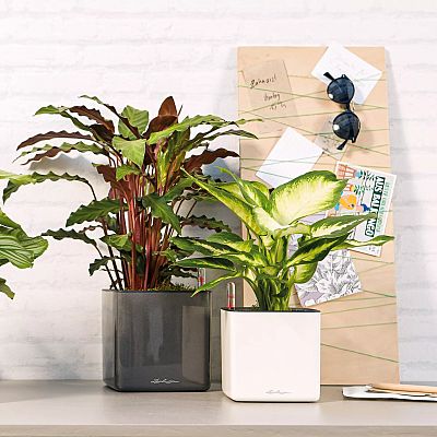 LECHUZA CUBE Glossy Cat Square Poly Resin Indoor Self-watering Planter