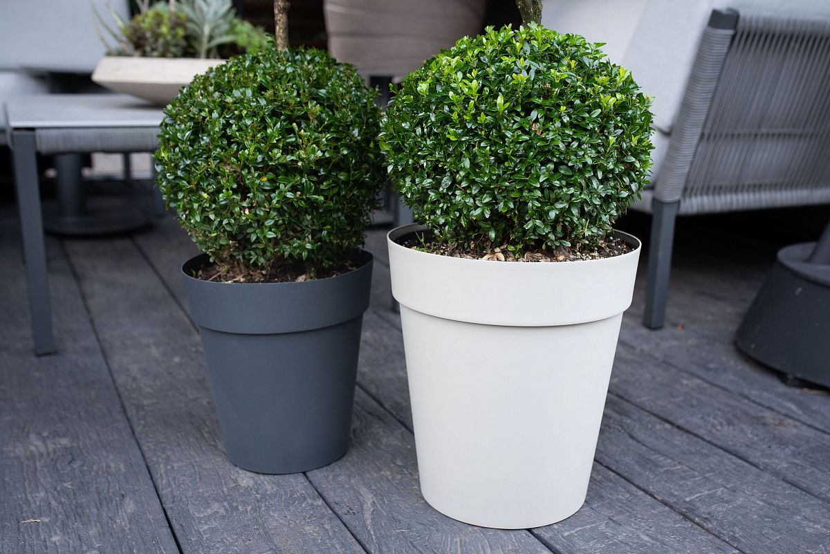 Buxus sempervirens Bol 60