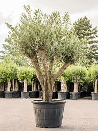 Showy Olive Olea europaea