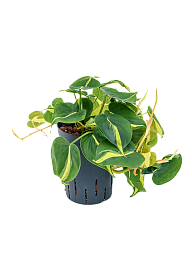 Lush Heart-Leaf Philodendron scandens 'Brasil' Indoor House Plants
