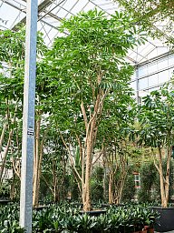 Cheerful Umbrella Tree Schefflera actinophylla 'Amate' Indoor House Plants