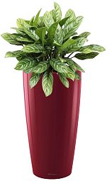 Aglaonema Stripes in LECHUZA RONDO Self-watering Planter, Total Height 80 cm