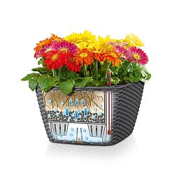 LECHUZA BACINO Cottage Square Poly Resin Self-watering Planter