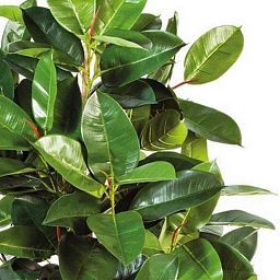 FICUS ELASTICA Artificial Tree Plant