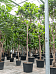 Lush Fiddle Leaf Fig Ficus lyrata Indoor House Plants