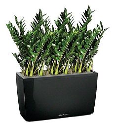 Zamioculcas Green Wall in LECHUZA CARARO Self-watering Planter, Total Height 110 cm