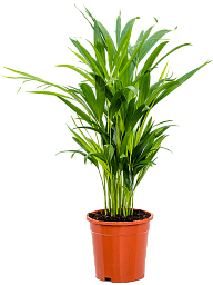Lush Areca Palm Dypsis (Areca) lutescens Indoor House Plants
