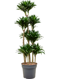 Easy-Care Corn Plant Dracaena fragrans 'Compacta' Indoor House Plants