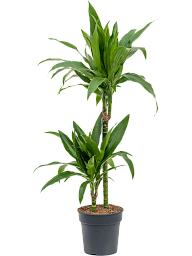 Impressive Corn Plant Dracaena fragrans 'Janet Craig' Tall Indoor House Plants Trees