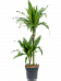 Impressive Corn Plant Dracaena fragrans 'Janet Craig' Tall Indoor House Plants Trees