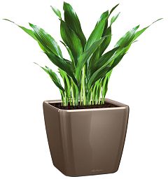 Aspidistra in LECHUZA QUADRO LS Self-watering Planter, Total Height 80 cm