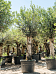 Showy Olive Olea europaea