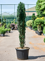 Photogenic English Yew Taxus baccata 'Fastigiata Robusta' Outdoor Plants