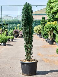 Photogenic English Yew Taxus baccata 'Fastigiata Robusta' Outdoor Plants