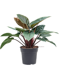 Lush Heart-Leaf Philodendron 'Red Beauty' Indoor House Plants