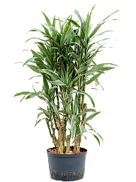 Insta-friendly Dracaena deremensis 'Warneckei' Tall Indoor House Plants Trees