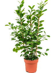 Lush Chinese Banyan Ficus microcarpa 'Moclame' Indoor House Plants
