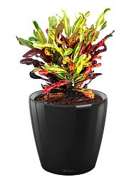 Codiaeum Mammy in LECHUZA CLASSICO LS Self-watering Planter, Total Height 45 cm