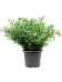 Lush Sicklethorn Asparagus falcatus Indoor House Plants