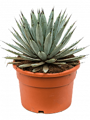 Easy-Care Large-thorned Agave macroacantha Indoor House Plants