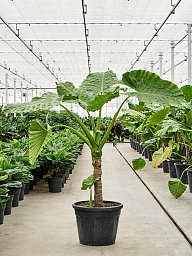 Lush Elephant Ear Alocasia macrorrhiza Indoor House Plants