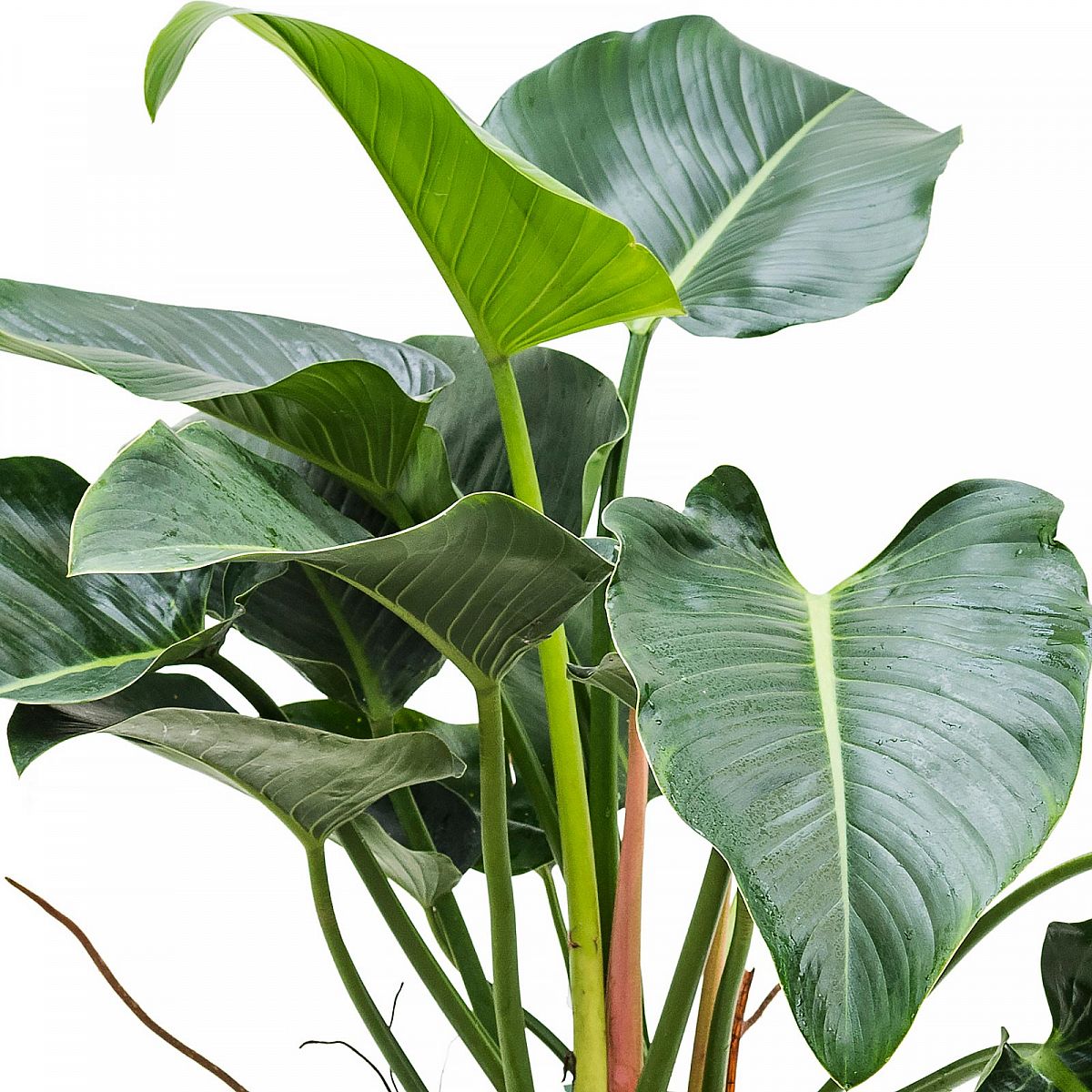 Lush Heart-Leaf Philodendron 'Green Beauty' Indoor House Plants