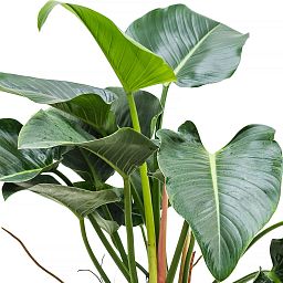 Lush Heart-Leaf Philodendron 'Green Beauty' Indoor House Plants