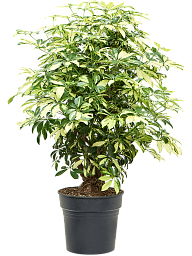 Colorful Umbrella Tree Schefflera arboricola 'Trinette' Indoor House Plants