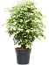Colorful Umbrella Tree Schefflera arboricola 'Trinette' Indoor House Plants