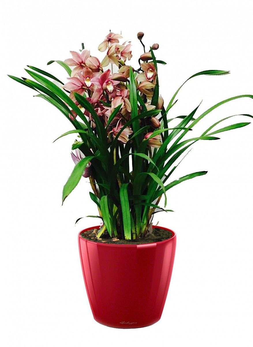 Blooming Cymbidium Orchid in LECHUZA CLASSICO LS Self-watering Planter, Total Height 80 cm