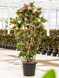 Colorful Croton (Codiaeum) variegatum 'Petra' Indoor House Plants