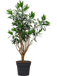 Easy-Care Dragon Tree Pleomele (Dracaena) reflexa Tall Indoor House Plants Trees