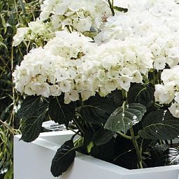 Square Fiberstone Contemporary Planter by Cadix Capi Lux