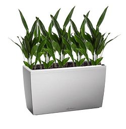 Aspidistra in LECHUZA CARARO Self-watering Planter, Total Height 120 cm